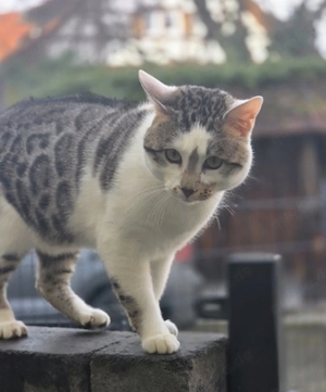 Bengal Mix Kastrat sucht...