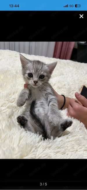 baby katze 