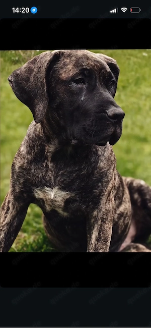 Presa Canario Prinzessin sucht schönes zuhause 