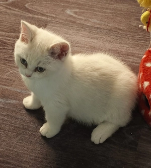 BKH Kitten mit eisblauen Augen