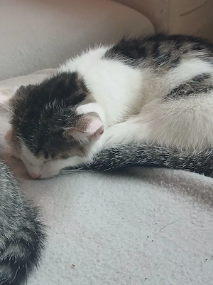 1 männchen  suchen ein neues zu hause 