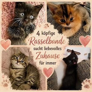 British Kurzhaar Main Coon Mix Kitten