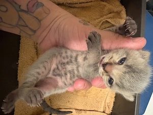 Baby Katze