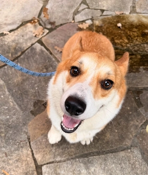 Koda sucht sein Zuhause! 