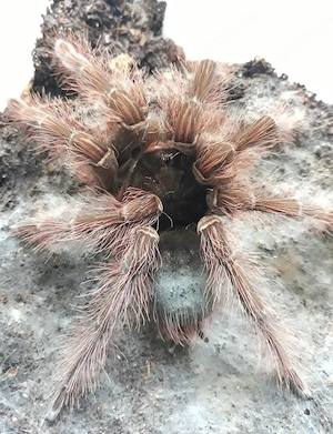 0.1 Theraphosa blondi, 6.Fh
