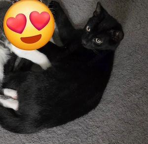 kleiner Blacky  Sucht Zuhause 