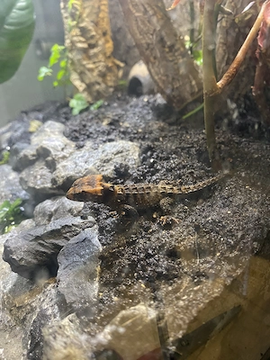 Rotaugen-Buschkrokodil (Tribolonotus gracilis )