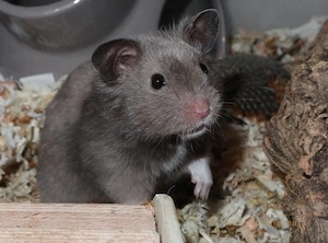    Goldhamster sucht ein neues Zuhause   