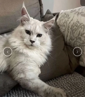Maine Coon Kitten