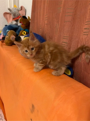 Zauberhafte rote Maine Coon Kater (Jungs) mit Pinseln   fressen selbstständig & stubenrein