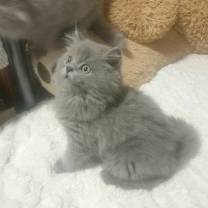 Britisch Langhaar Kitten