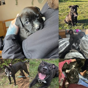 Lou sucht ein schönes Zuhause