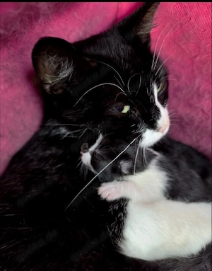 Katze in liebevolle Hände abzugeben 