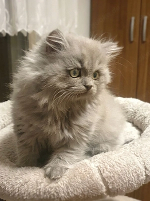 Britisch Langhaar Kitten
