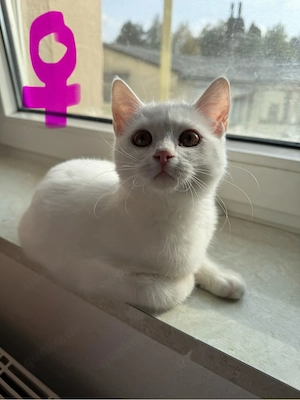 bkh Ekh Kitten