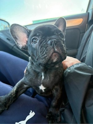 Noch eine kleine Französische Bulldogge sucht ihr Für-immer-Zuhause