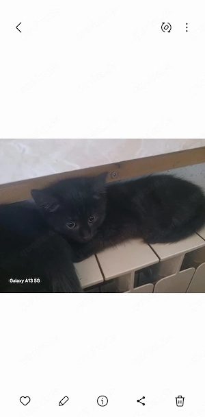 2 kleine schwarze mädels