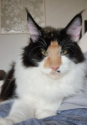 Maine Coon Mädchen mit Stammbaum 