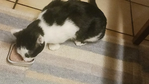 kleiner kater 4 monate