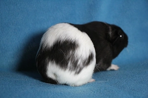 Schwarz-Weißes Meerschweinchen Böckchen aus liebevoller Hobbyzucht