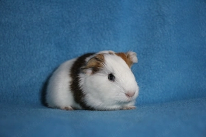 Meerschweinchen Böckchen aus liebevoller Hobbyzucht