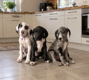 Deutsche Doggen Welpen 