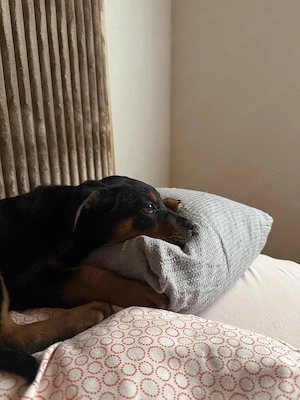 Rottweiler Mix Welpe 