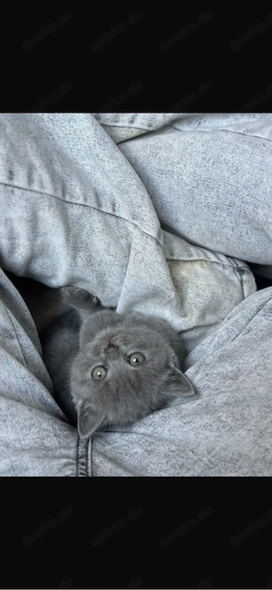 BKH Kitten in blue