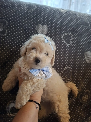 Maltipoo  Welpen 