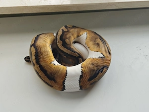 pied Het ultramel 