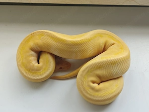 Enchi Pin Albino 66% pied