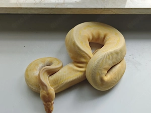 Enchi Pin Albino 66% pied 