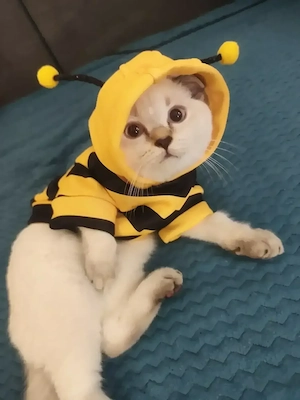 Eine Britisch Kurzhaar Colorpoint-Katze