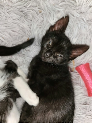 Katze  Hauskatzen 