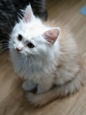 Maine Conn Kitten 