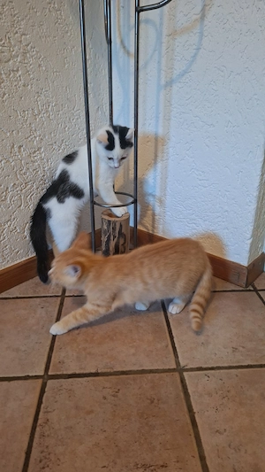 Katzenkinder 13 Wochen alt suchen neues Zuhause. Kätzchen. Katzenbaby