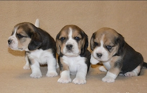 Zuckersüße Beagle-Welpen suchen ein Zuhause voller Liebe