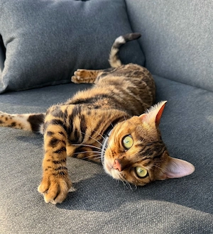 Suche Bengal Deckkater 
