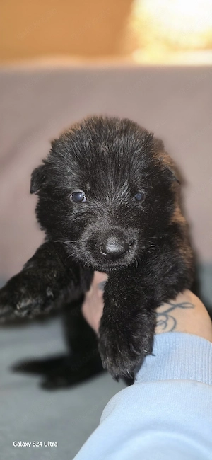 Schäferhundwelpen