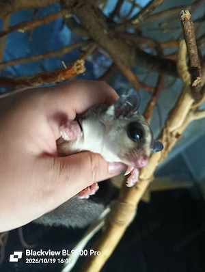 Handzahmer Sugar Glider Nachwuchs 