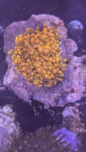 Korallen meerwasseraquarium 