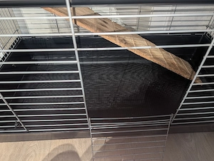 Kaninchen 2 stock zu verkaufen 