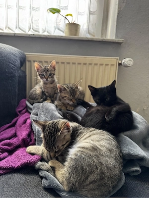 4 süße Katzenbabys suchen ein liebevolles Zuhause