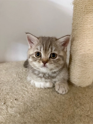 Abgabebereit BKH-Kitten braun getigert