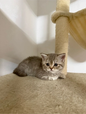 Abgabebereit BKH-Kitten braun getigert