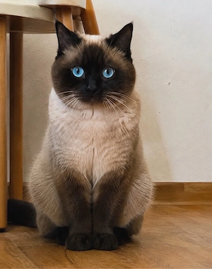 !Deckkater! kein kauf 
