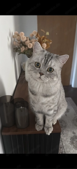 Reinrassiger British-Kurzhaar-Deckkater