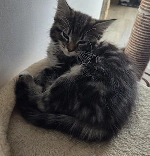 Maine Coon-Mix Kater 