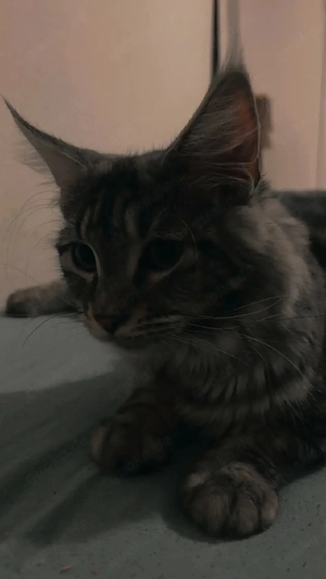 Maincoonkater