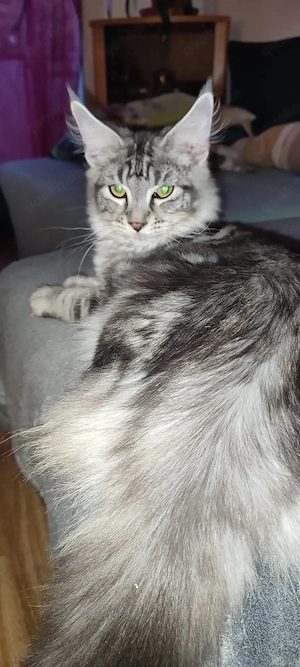 maine coon kater